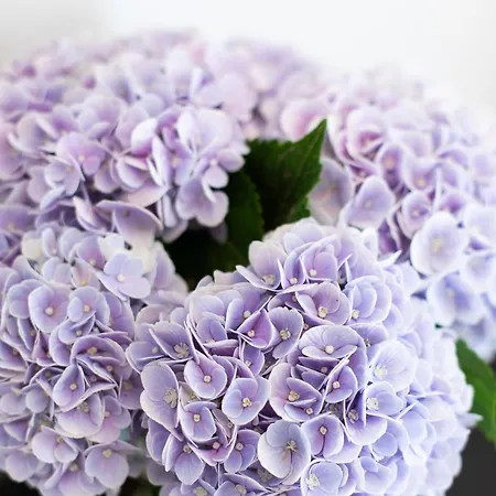 Belli Boutique Guest house 4*