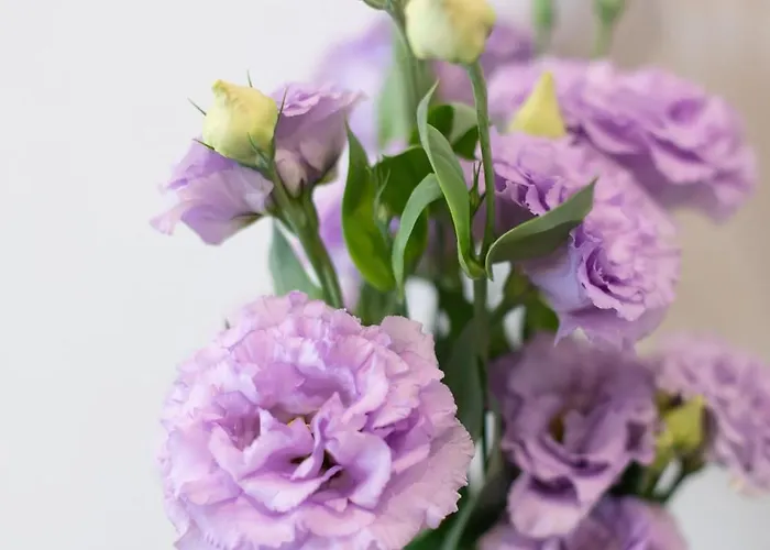 Gæstehus Belli Boutique 4*